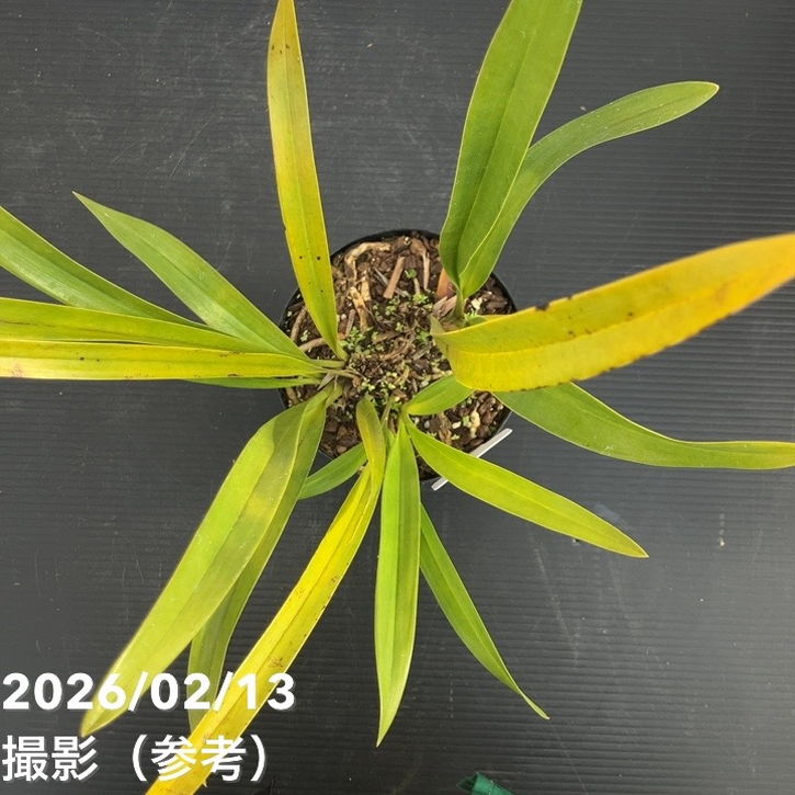 花芽2個＞ミスマフェット 4号｜ミツバチ蘭｜洋蘭04-PA | 草花,蘭