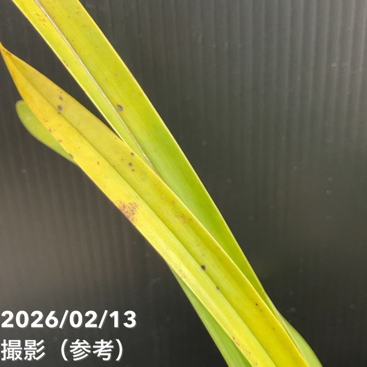 花芽2個＞ミスマフェット 4号｜ミツバチ蘭｜洋蘭04-PA | 草花,蘭