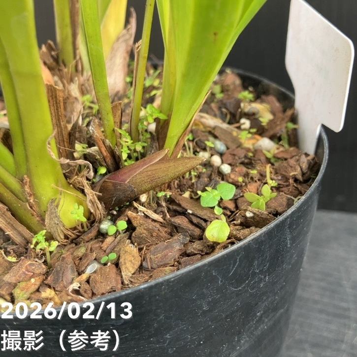 バ*ビ様 白花 ミスマフェット苗　ミツバチ蘭　貴重　花なし 花芽2個＞ミスマフェット 4号｜ミツバチ蘭｜洋蘭04-PA | 草花,蘭