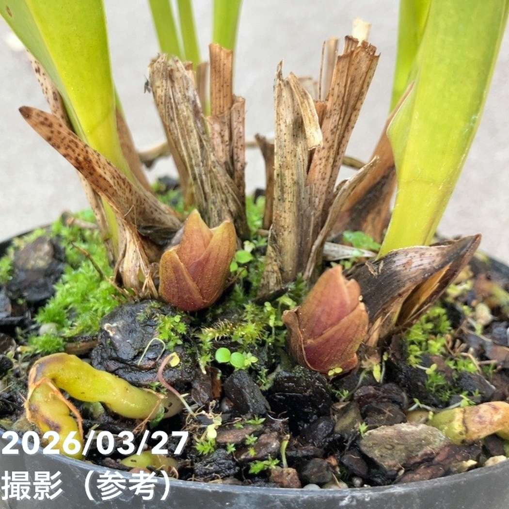 花芽2個＞ミスマフェット 4号｜ミツバチ蘭｜洋蘭04-PA | 草花,蘭