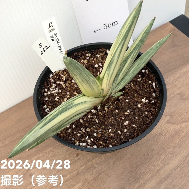 激レア！現品お届け】サンスベリア 5号 雪女 ユキオンナ プラ鉢（S252