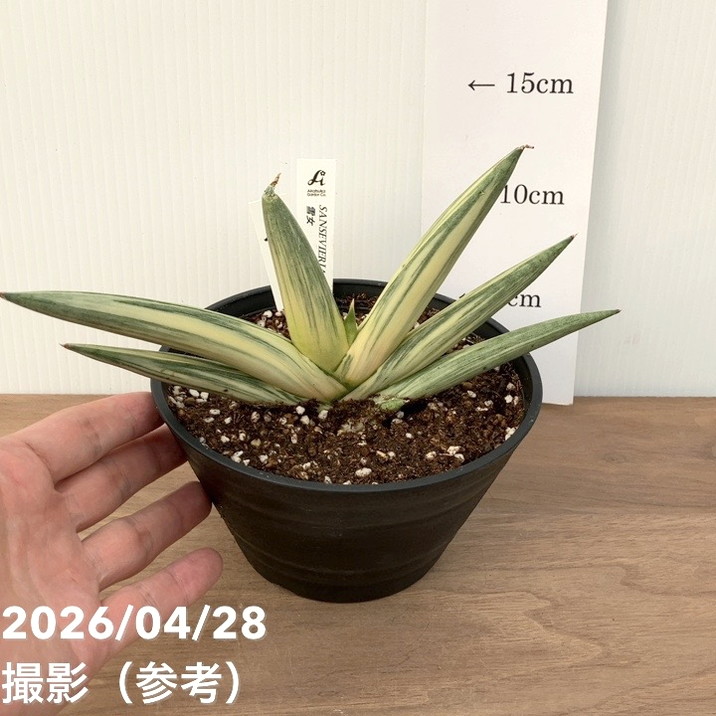 激レア！現品お届け】サンスベリア 5号 雪女 ユキオンナ プラ鉢（S252