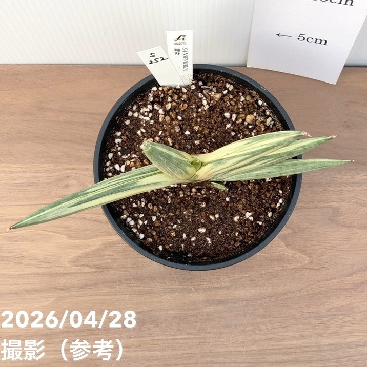 激レア！現品お届け】サンスベリア 5号 雪女 ユキオンナ プラ鉢（S252