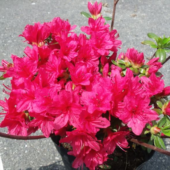 ツツジ 久留米ツツジ 今猩々 4号×3株セット｜花木10-AK | 花木・庭木