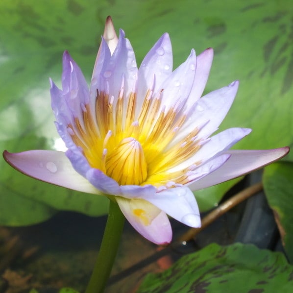 熱帯スイレン 7号 プラウナパ｜草花01-D1 | 草花,熱帯スイレン・温帯