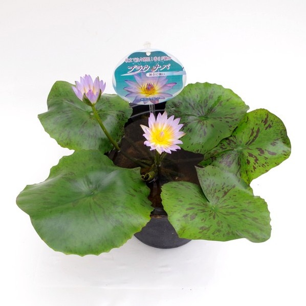 熱帯スイレン 7号 プラウナパ｜草花01-D1 | 草花,熱帯スイレン・温帯