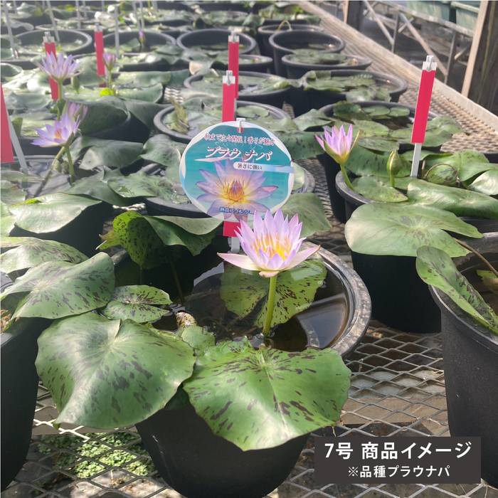 熱帯スイレン 7号 プラウナパ｜草花01-D1 | 草花,熱帯スイレン・温帯