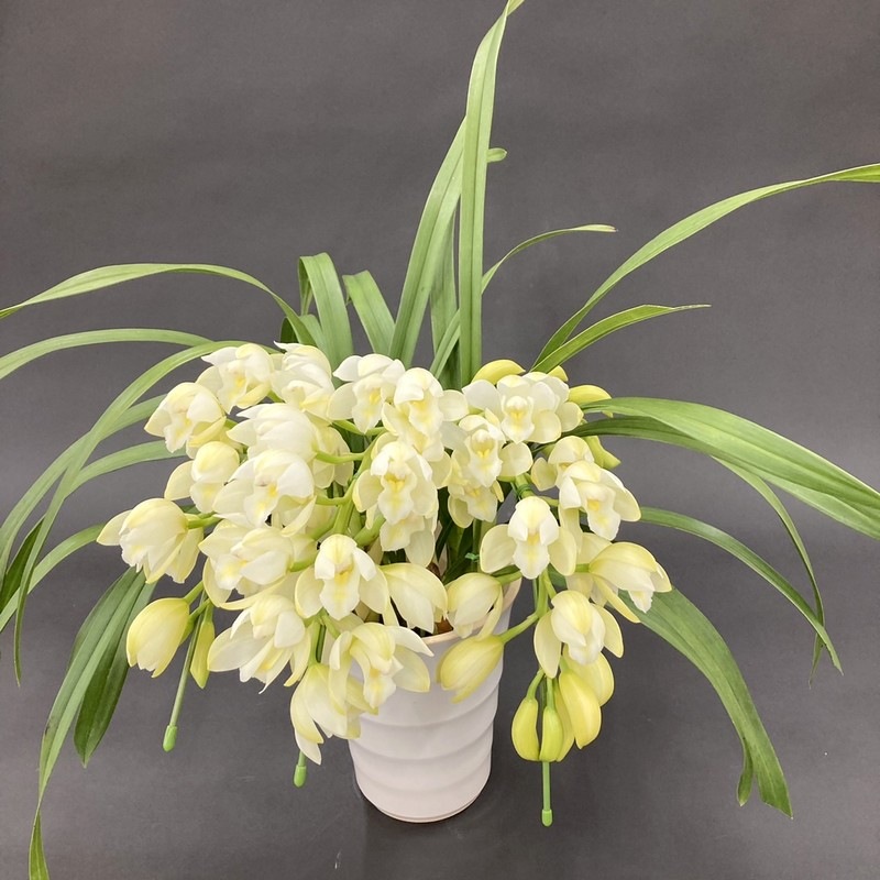 テーブルシンビジューム 白 3本立アーチ ヤマナシリバティー”イージー