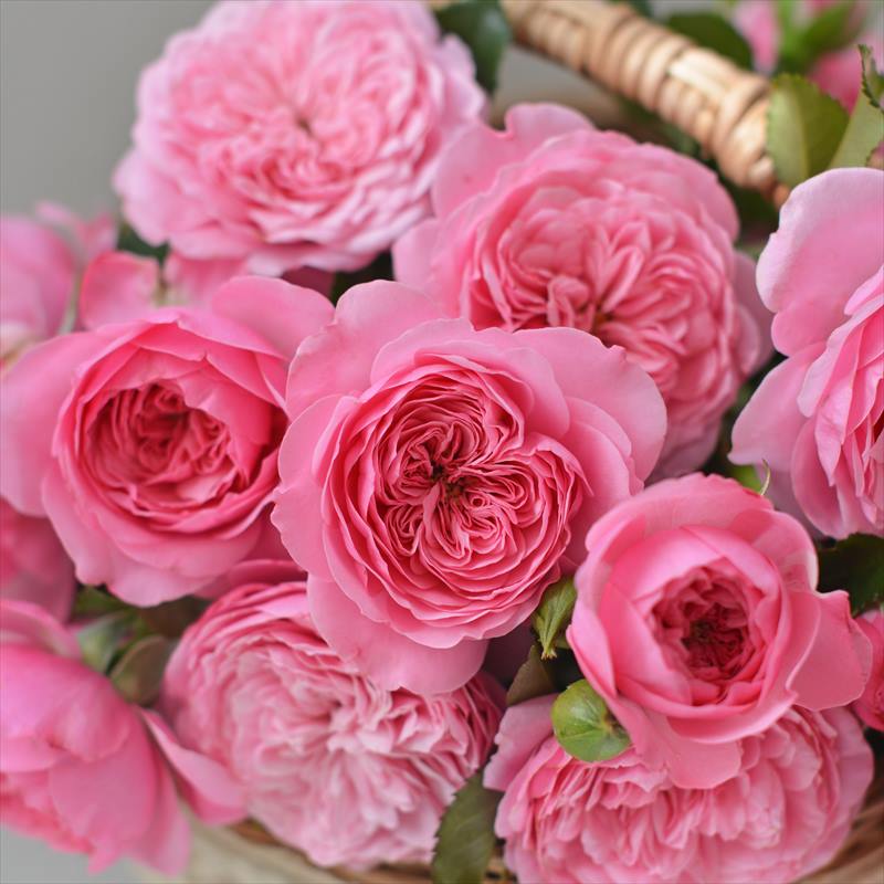 バラ大苗 フィレール 7号 河本バラ園 河本麻記子さん ローズ・ドゥ