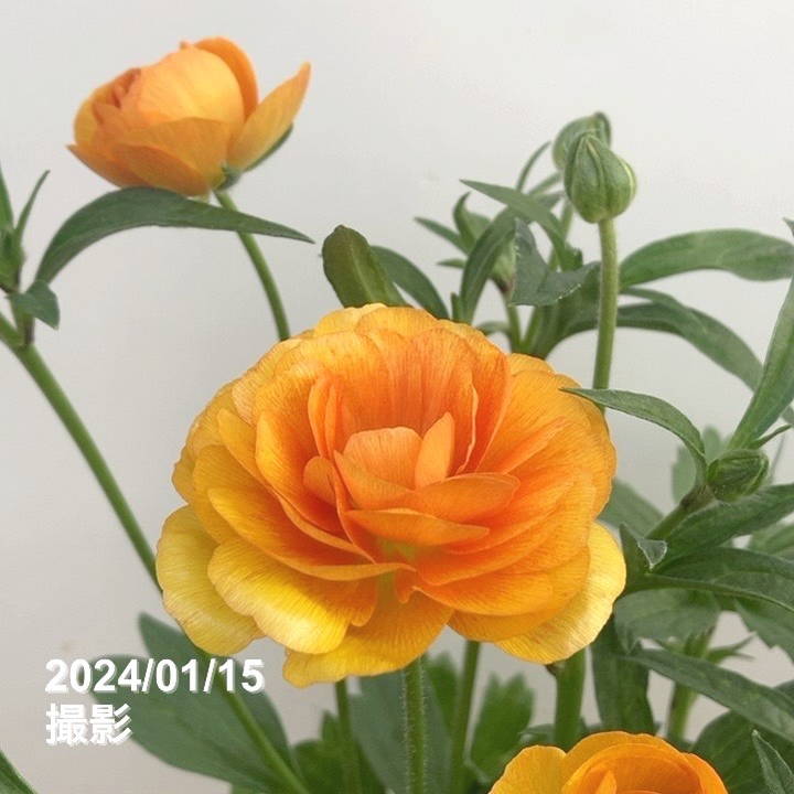 ラナンキュラス　ラックス5種　ひみは ラナンキュラス ラックスシリーズ 5号 ミネルバ｜草花10-TU | 草花