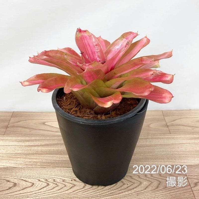 ネオレゲリア 5号 ケルブスブラッシュ Cherub's blush｜観葉01-D1