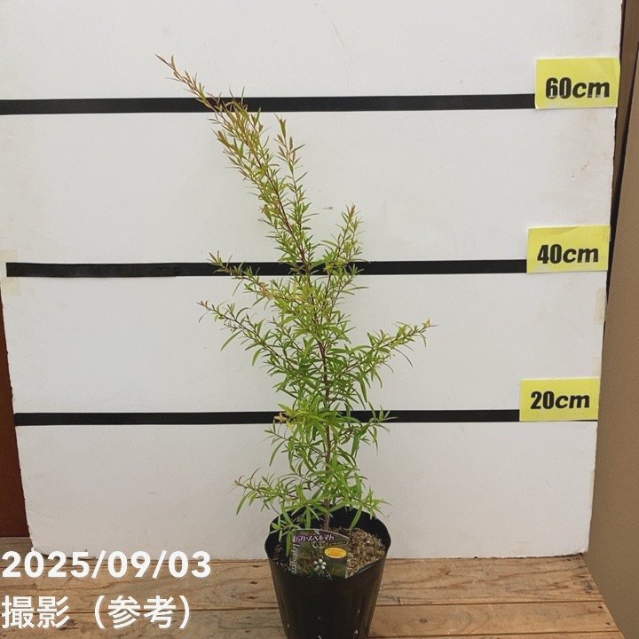 レプトスペルマム レモンティーツリー 5号 ※お届けに10日程度かかる