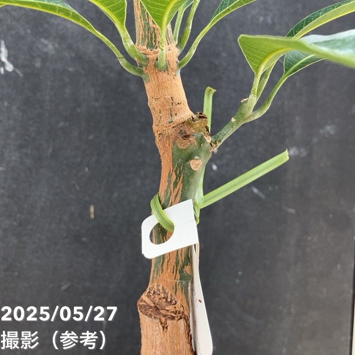 アップルマンゴーの木 アーウィン 5.5号|果樹04-PA