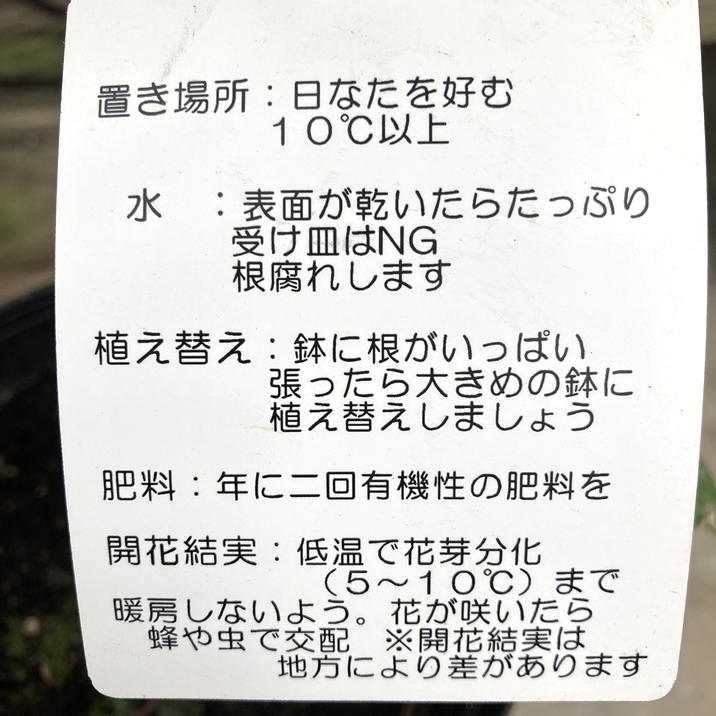 アップルマンゴーの木 アーウィン 5.5号|果樹04-PA