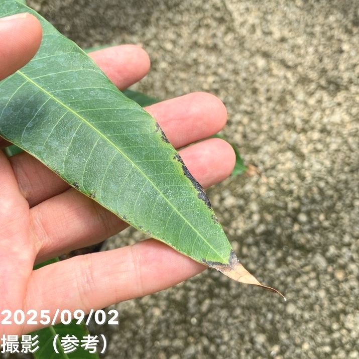 アップルマンゴーの木 アーウィン 5.5号|果樹04-PA