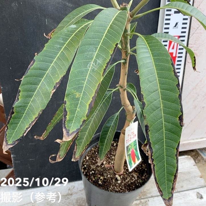 アップルマンゴーの木 アーウィン 5.5号｜果樹04-PA | 果樹,[珍しい