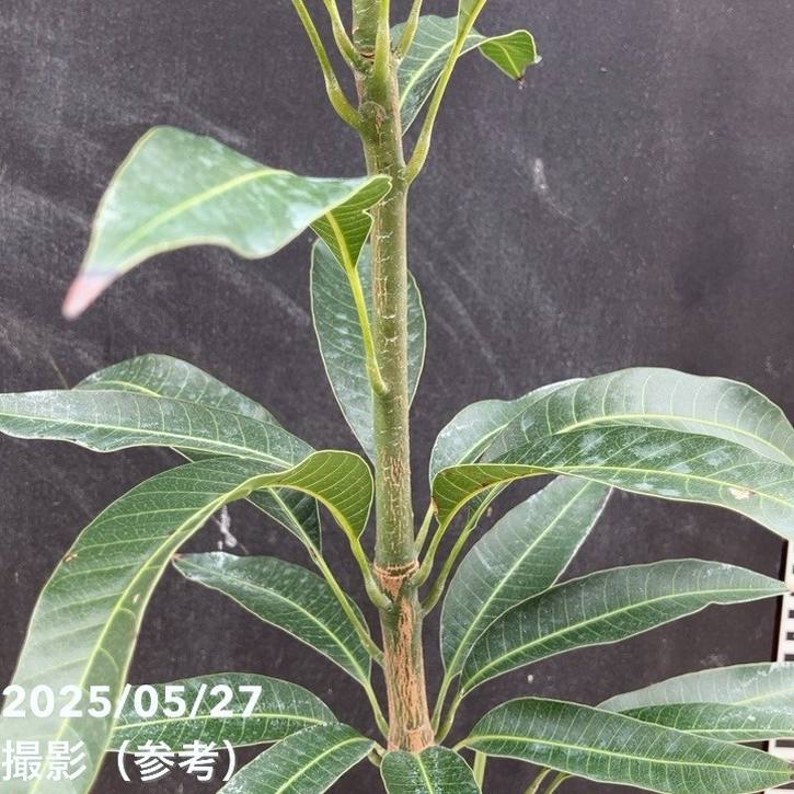 アップルマンゴーの木 アーウィン 5.5号|果樹04-PA