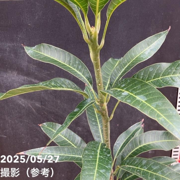 アップルマンゴーの木 アーウィン 5.5号｜果樹04-PA | 果樹,[珍しい