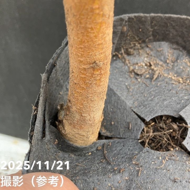 桃 大久保 4号ロングポット 1年生｜果樹04-PA | 果樹,モモ | 赤塚