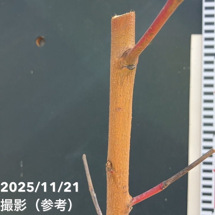 桃 大久保 4号ロングポット 1年生|果樹04-PA