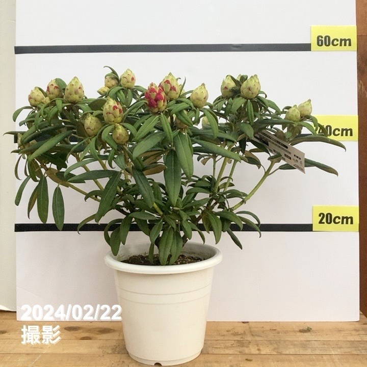 シャクナゲ 7号 ぼんぼり｜花木10-TU | 花木・庭木,シャクナゲ | 赤塚