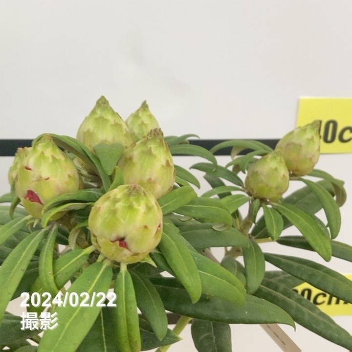 楽天市場】盆栽 木瓜 樹高 約24cm ぼけ Chaenomeles speciosa