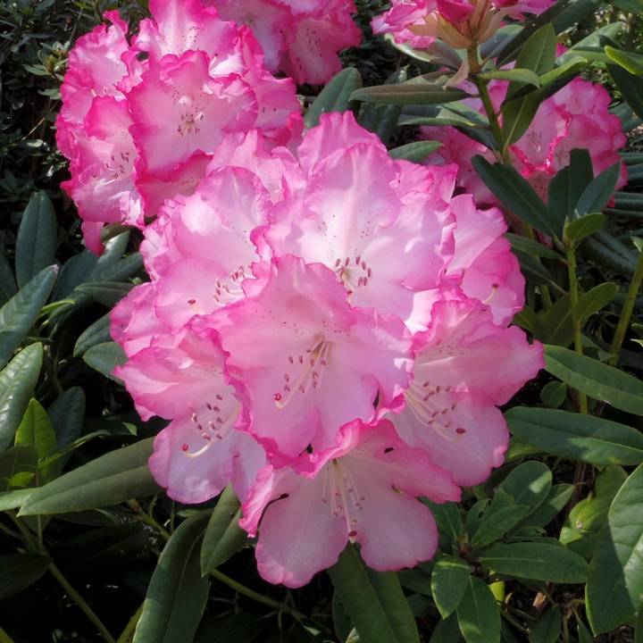 決算P5倍！10%OFF！8/2まで】シャクナゲ 7号 ぼんぼり｜花木10-TU