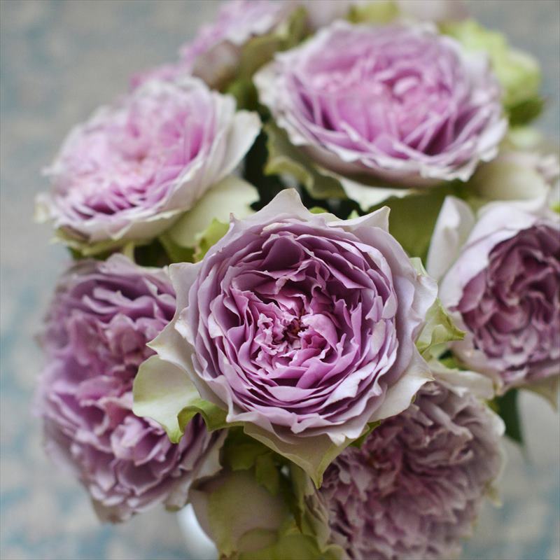 バラ新苗 コフレ 4号 河本バラ園 河本麻記子さん ローズ・ドゥ