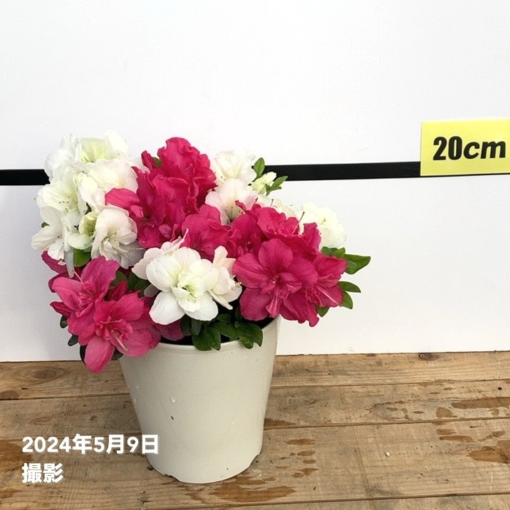 数量限定】紅白ツツジ 5号 × 3株セット｜花木10-TU | 花木・庭木