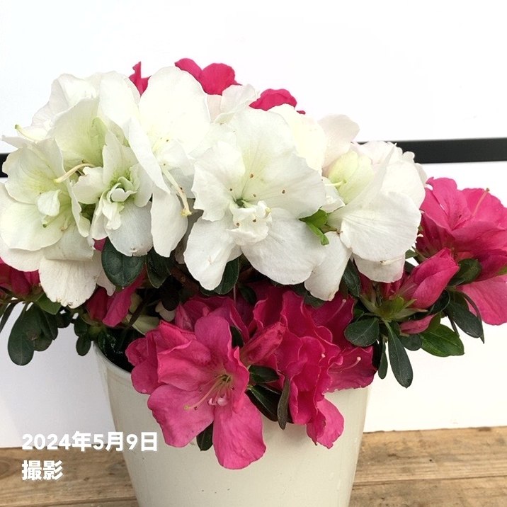 数量限定】紅白ツツジ 5号 × 3株セット｜花木10-TU | 花木・庭木