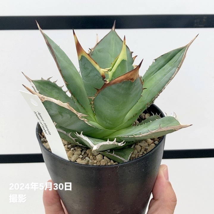 龍園觀】No.A28 特選 アガベ チタノタ 