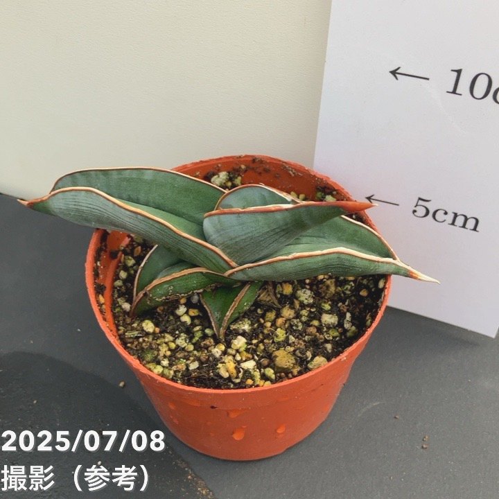 現品お届け】サンスベリア 3号 ロリダ 生産鉢仕様（S85）｜観葉