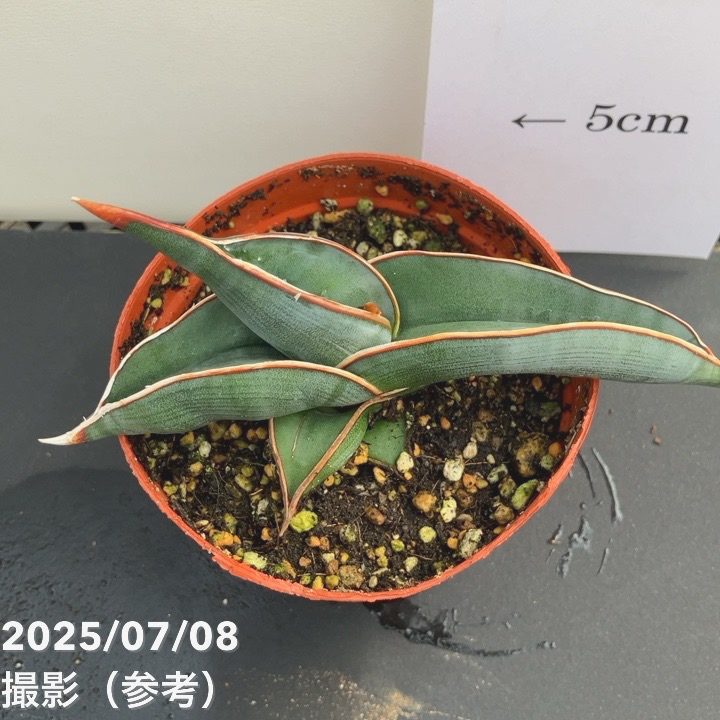現品お届け】サンスベリア 3号 ロリダ 生産鉢仕様（S85）｜観葉