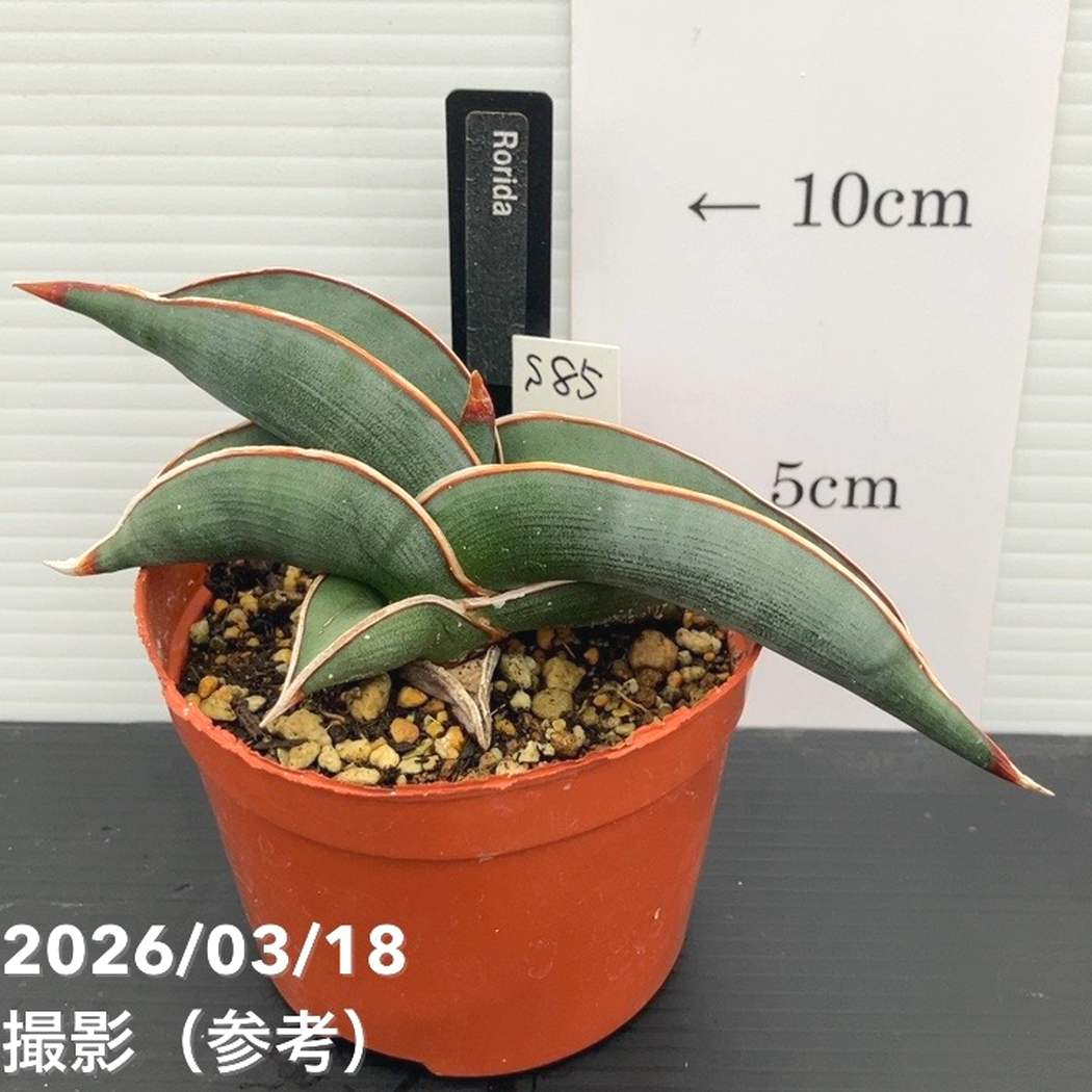 現品お届け】サンスベリア 3号 ロリダ 生産鉢仕様（S85）｜観葉02-D2