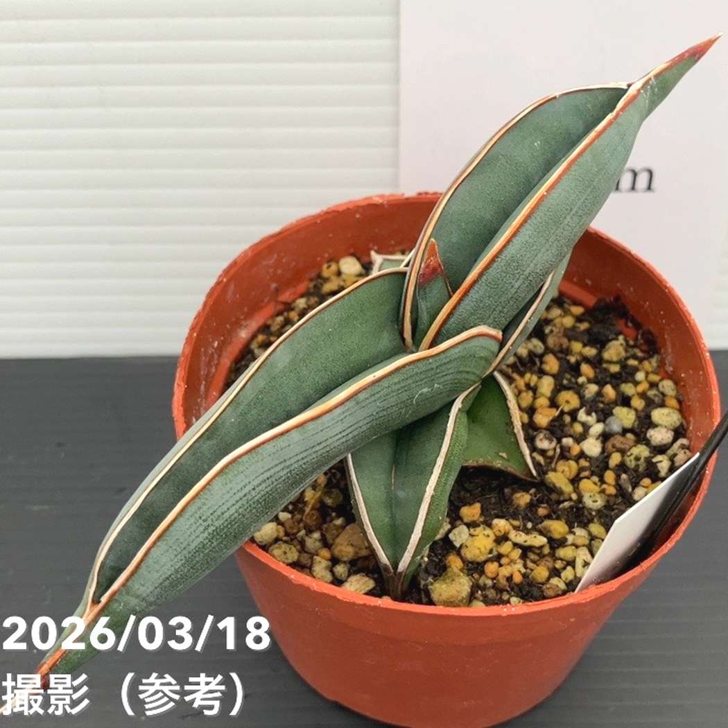現品お届け】サンスベリア 3号 ロリダ 生産鉢仕様（S85）｜観葉02-D2