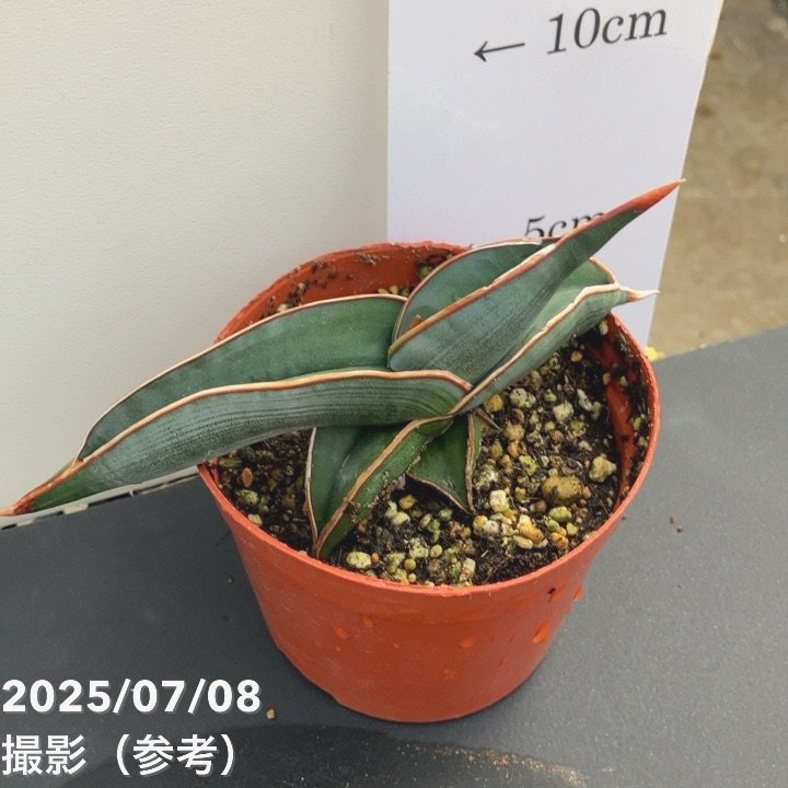 現品お届け】サンスベリア 3号 ロリダ 生産鉢仕様（S85）｜観葉02-D2