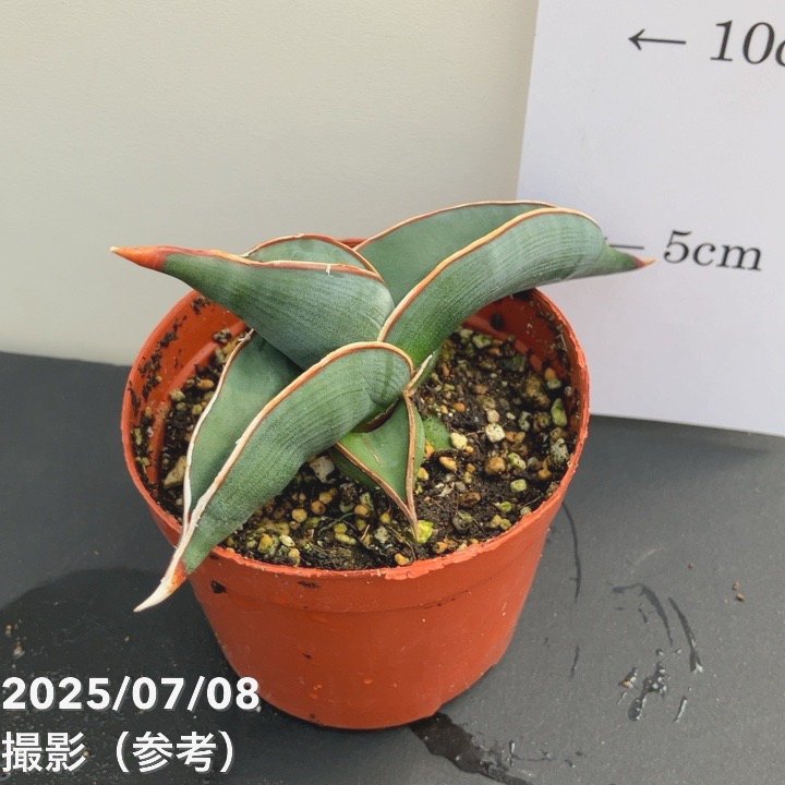 現品お届け】サンスベリア 3号 ロリダ 生産鉢仕様（S85）｜観葉