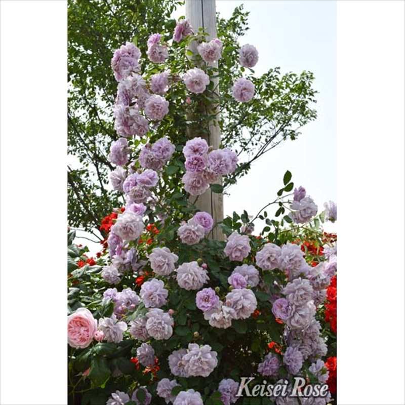 確認用　イチジク　ブルーベリー　バラ ラブリー ブルー｜バラ苗の通販の篠宮バラ園