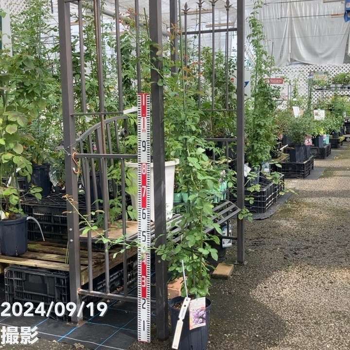 数量限定】バラ長尺仕立て レイニーブルー 6号ロングスリット鉢 京成