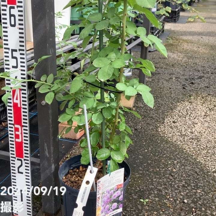 バラ売り不可 京成バラ大苗入荷！全80品種ご紹介！ | オザキフラワーパーク