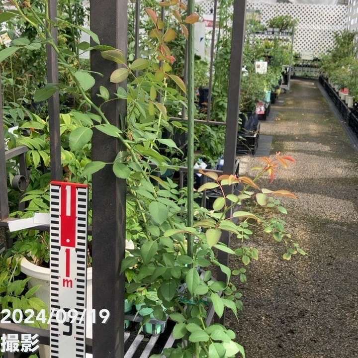 数量限定】バラ長尺仕立て レイニーブルー 6号ロングスリット鉢 京成