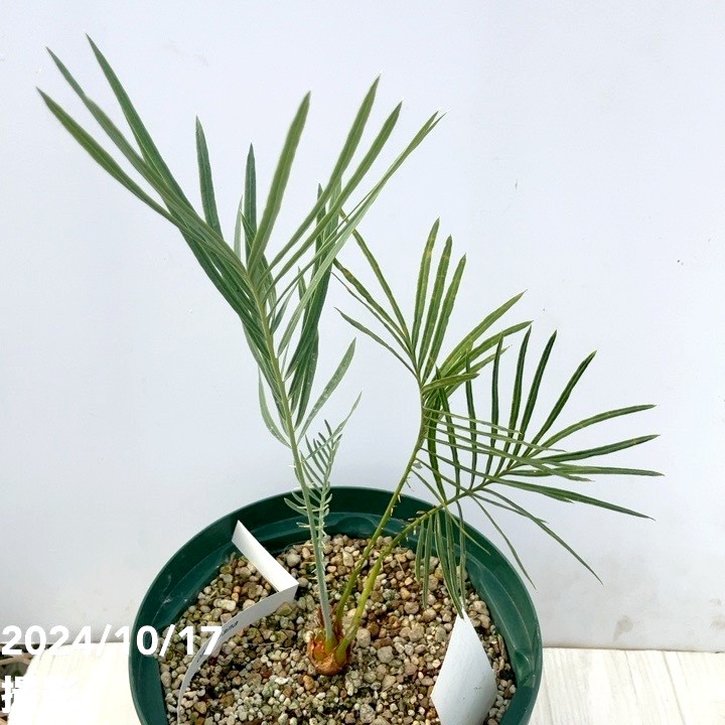 ベストセレクション 6サイカス カイルンシアナ ブルー葉 葉性最高 6赤肌豪華 ブルーリーフ ニューベストセレクション サイカス