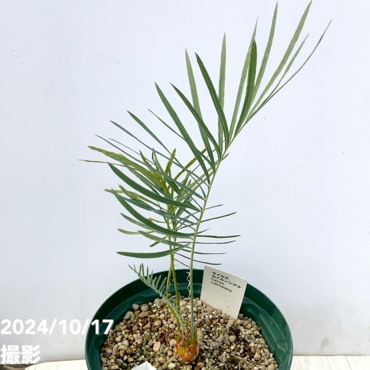 激レア　サイカス　カイルンシアナ　美個体　ソテツ 楽天市場】【激レア！現品お届け】サイカス カイルンシアナ