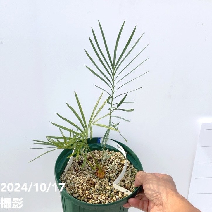 ベストセレクション 6サイカス カイルンシアナ ブルー葉 葉性最高 激レア！現品お届け】サイカス カイルンシアナ（ブルーソテツ）6