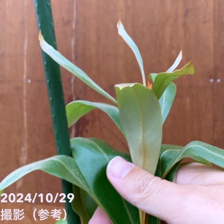 グレビレア バイレアナ 10号特大株（1）｜SG（代引き不可）｜花木10-TU グレビレア バイレアナ 10号特大株（2）｜SG（代引き不可）｜花木10-TU