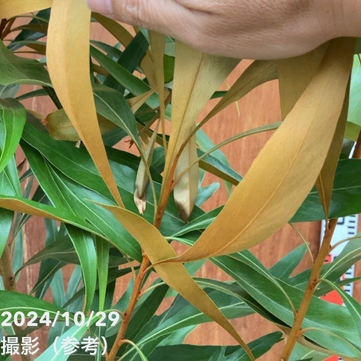 グレビレア バイレアナ 10号特大株（1）｜SG（代引き不可）｜花木10-TU グレビレア バイレアナ 10号特大株（2）｜SG（代引き不可）｜花木10-TU