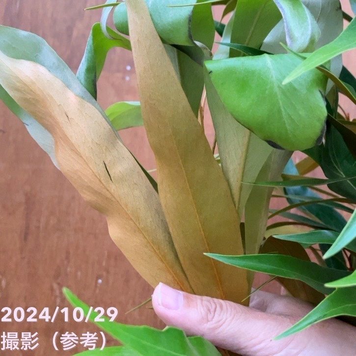 現品お届け】グレビレア バイレアナ 10号特大株（2）｜SG（代引き不可