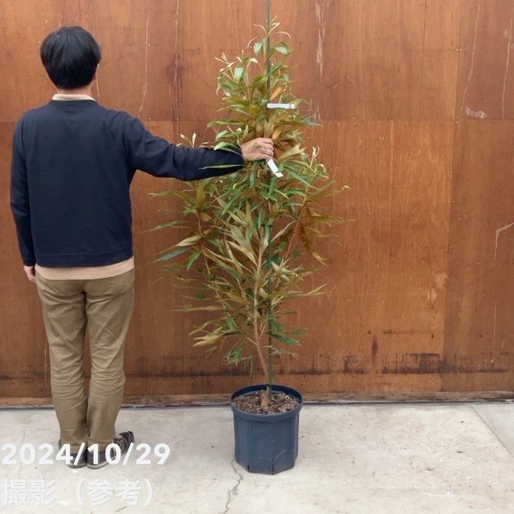 現品お届け】グレビレア バイレアナ 10号特大株（2）｜SG（代引き不可