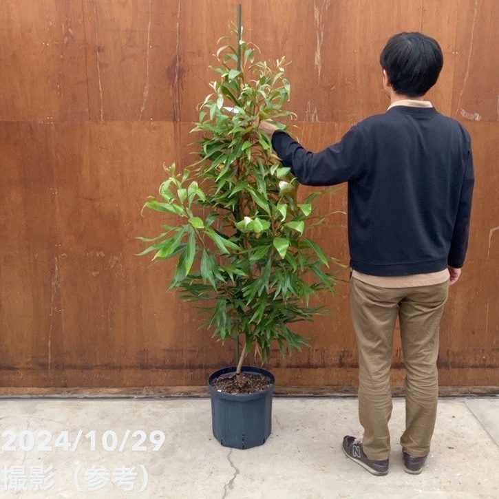 現品お届け】グレビレア バイレアナ 10号特大株（2）｜SG（代引き不可