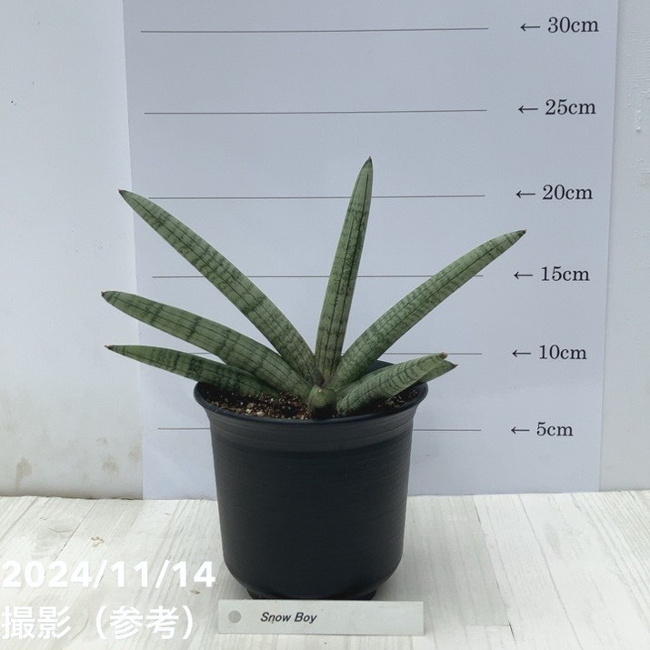 サンスベリア 4号 スノーボーイ Snow Boy 黒プラ鉢｜観葉02-D2 | 観葉